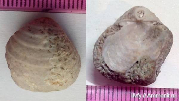 брахиоподы, Echinoconchus, Echinoconchus subelegans