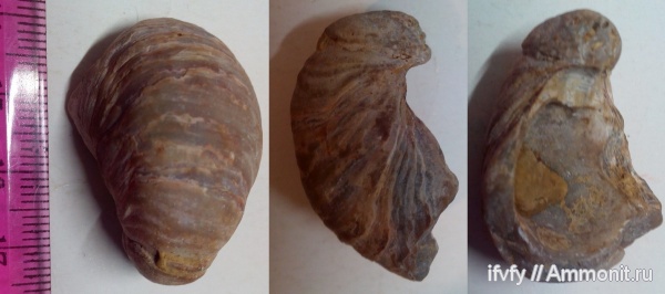 двустворчатые моллюски, Gryphaea