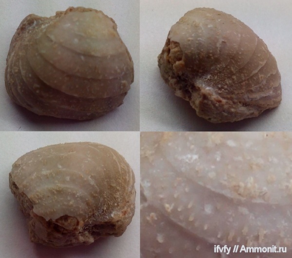 брахиоподы, Echinoconchus, Echinoconchus subelegans