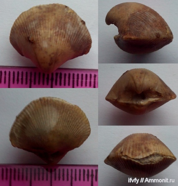 девон, Theodossia