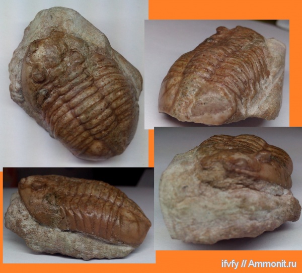 Asaphus, Asaphus lepidurus