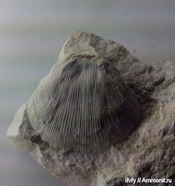 брахиоподы