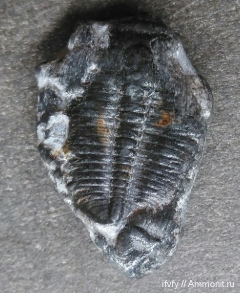 Elrathia, Elrathia kingii