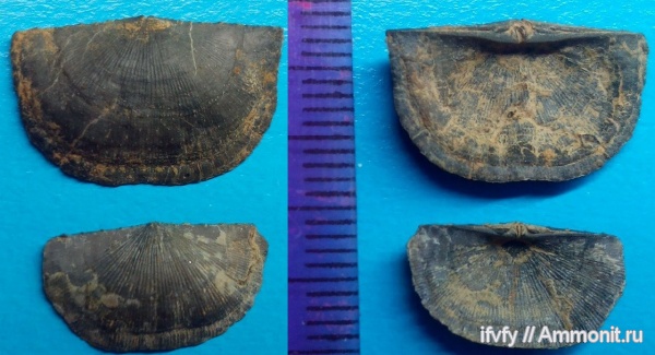 Neochonetes, Neochonetes carboniferus