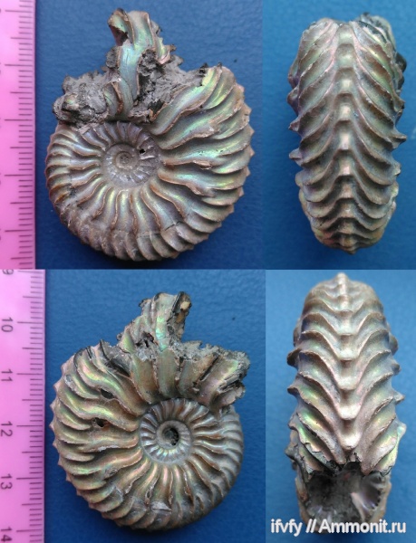 аммониты, Cardioceras, Cardioceras quadrarium