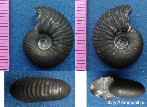 аммониты, Funiferites