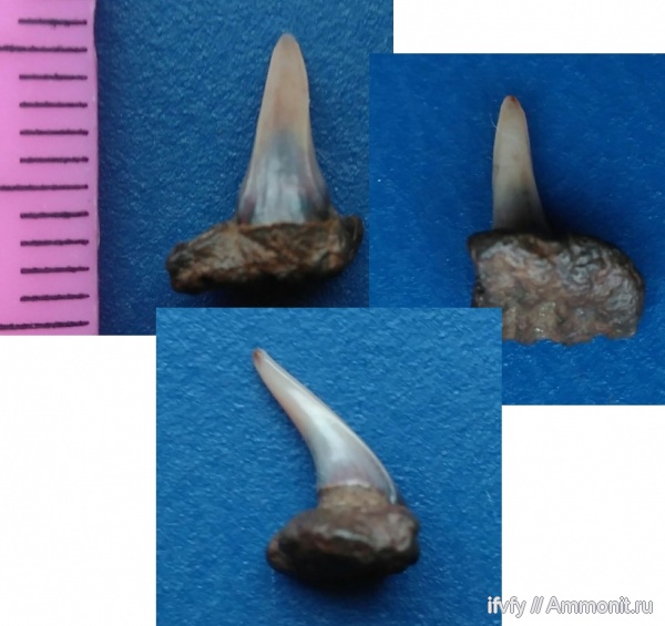 зубы акул, Paraorthacodus