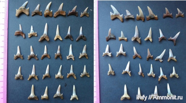 Eostriatolamia, зубы акул, Eostriatolamia subulata