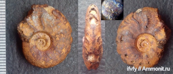 аммониты