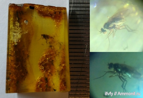 янтарь, инклюз