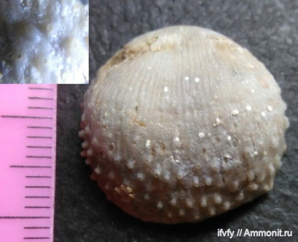 Productida, Linoproductidae, Terrakea, Terrakea hemisphaeroidalis