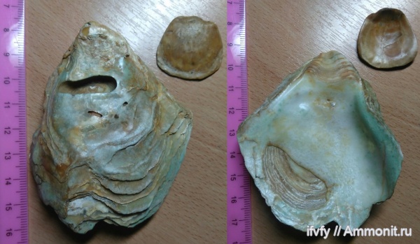 устрицы, Ostreinae