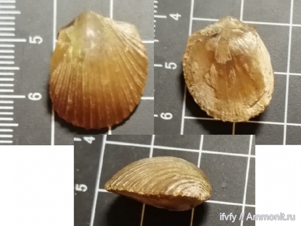 брахиоподы, ордовик