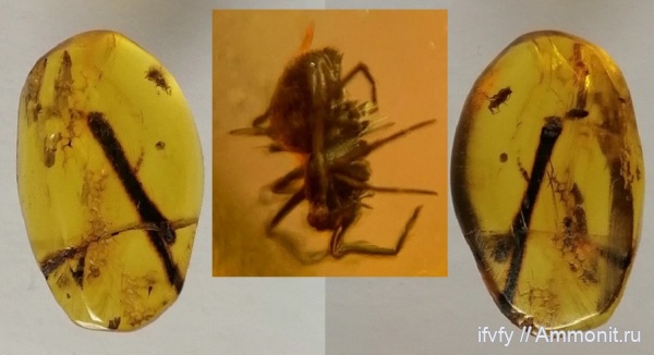 пауки, янтарь, Бирма, бирмит