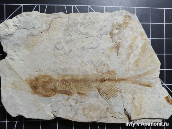 верхняя юра, Lycoptera, Lycoptera davidi, Lycopteridae