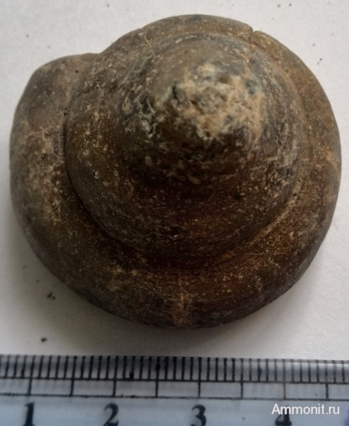 гастроподы, мел, р. Белая, Cretaceous