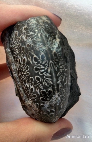 аммониты, мел, Ammonites, Cretaceous