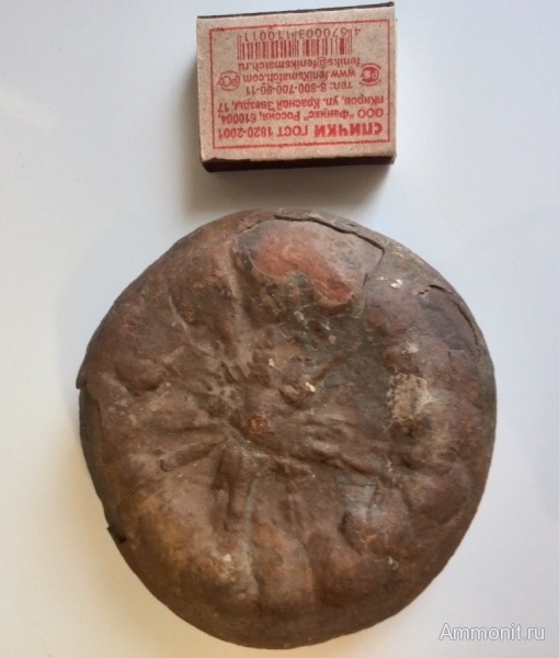 мел, ихнофоссилии, Cretaceous