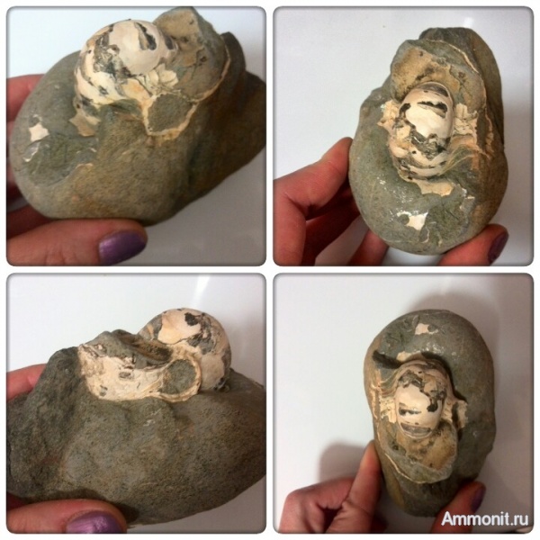 мел, Nautilida, Cretaceous