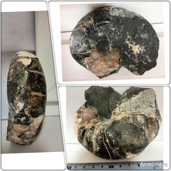 мел, наутилусы, Cretaceous