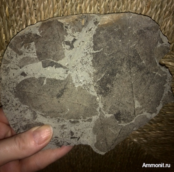 мел, растения, листья, Cretaceous