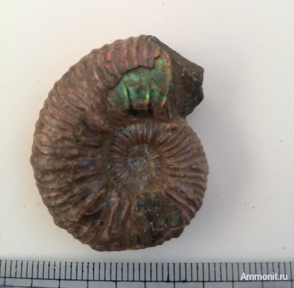 аммониты, мел, Ammonites, Cretaceous