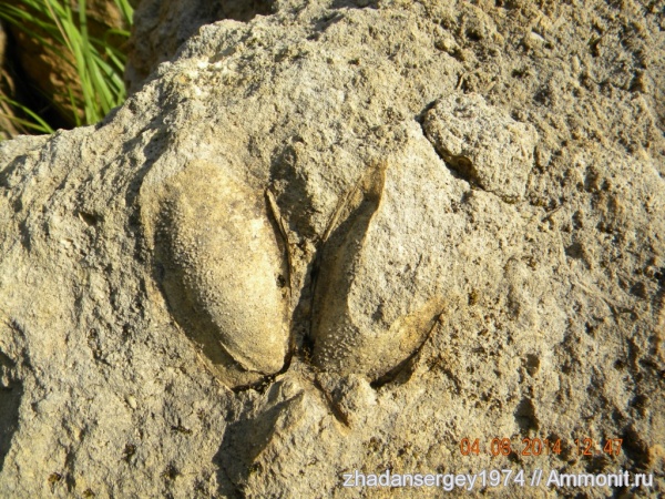 пермь, Ивановская область, Легковский карьер, Permian