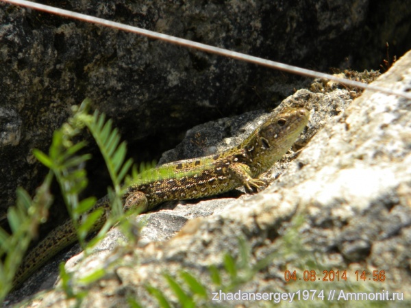 пермь, Ивановская область, Легковский карьер, Permian