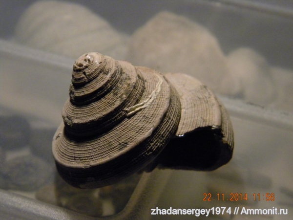 юрский период, Bathrotomaria, келловей, Ивановская область, Юрьевецкий район, Callovian, Jurassic, Middle Jurassic