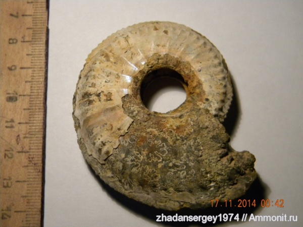 оксфорд, юрский период, Amoeboceras, Ивановская область, Юрьевецкий район, Oxfordian, Jurassic