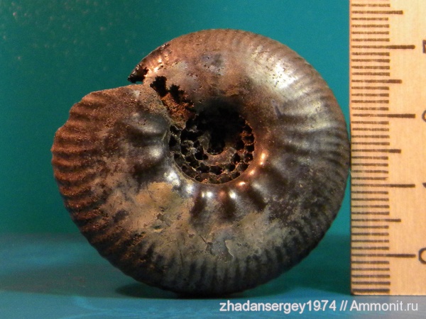 аммониты, юра, Ярославская область, р. Черемуха, Ammonites, Jurassic