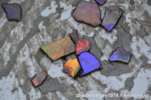 аммониты, юрский период, перламутр, Ивановская область, Юрьевец