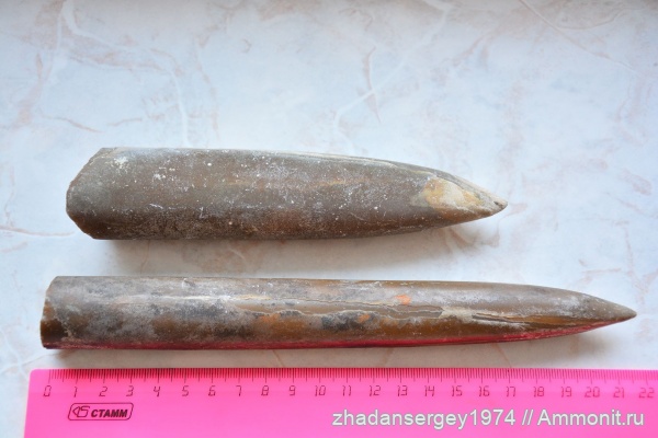 белемниты, юрский период, Cylindroteuthis, Рязанская область, Михайловцемент, Ивановская область, Юрьевец