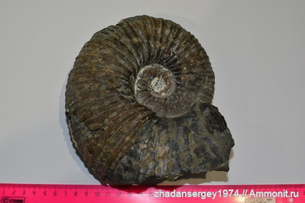 мел, Адыгея, Acanthohoplites, р. Белая, Acanthohoplites sp