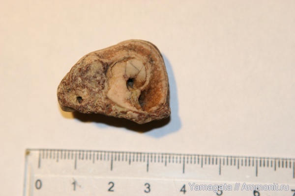 гастроподы