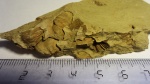 Отпечатки раковин брахиопод отряд Orthida в глинистом сланце