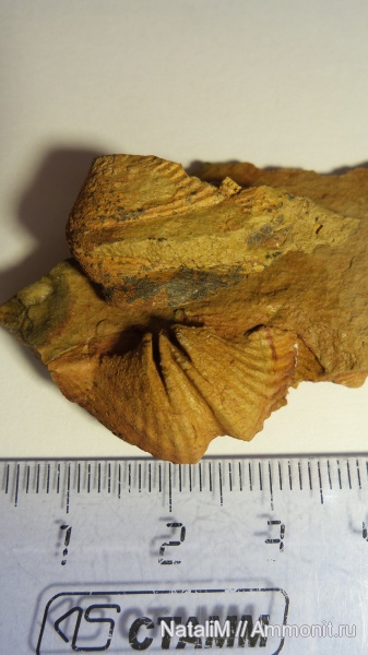 брахиоподы, девон, Devonian, Spiriferida