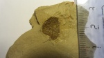 Отпечаток раковины брахиоподы (предположительно, беззамковой) в глинистом сланце