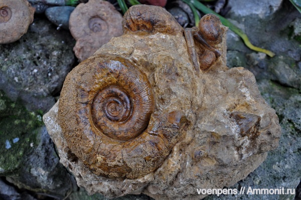 Крым, готерив, Biasaloceras, Hauterivian