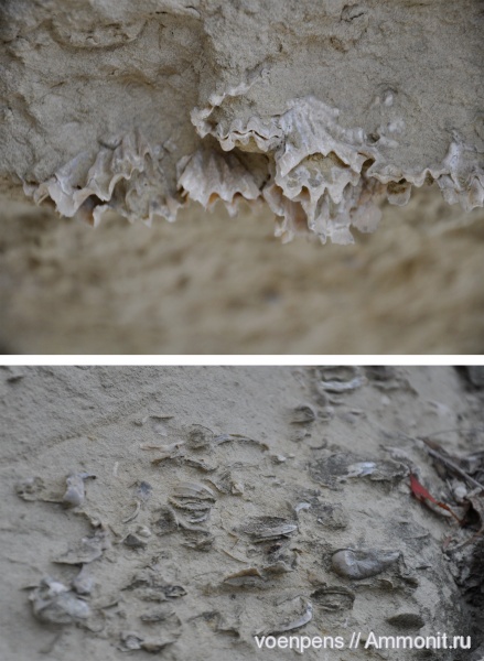 двустворчатые моллюски, Lopha semiplana (Sowerby)