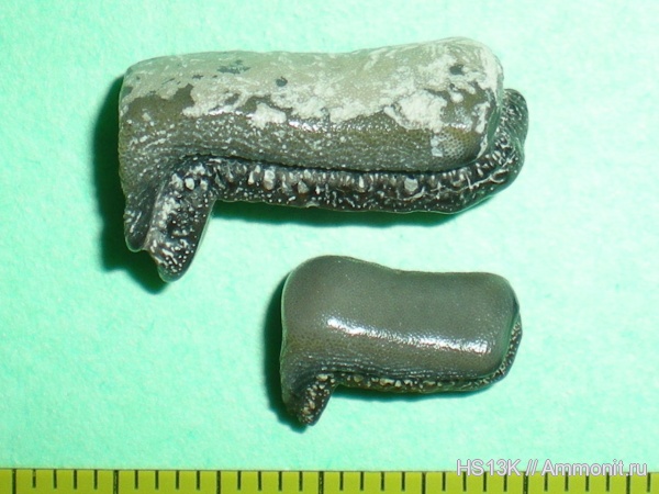 карбон, Lagarodus, Psammodontiformes