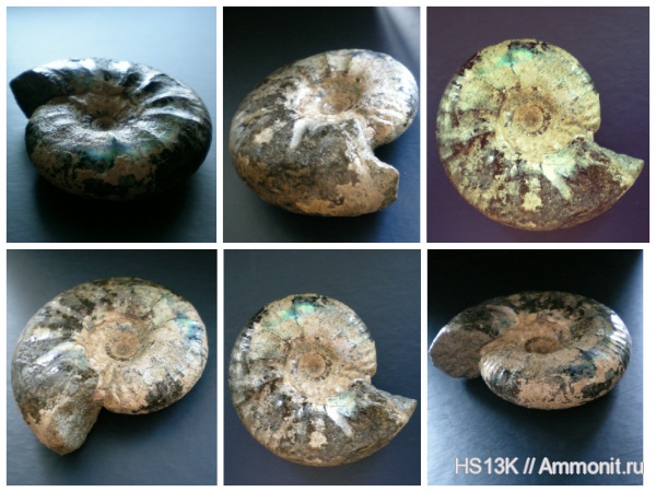аммониты, волжский ярус, верхняя юра, Subcraspedites, Ammonites, Лопатинский рудник, зона Kachpurites fulgens, Volgian, Upper Jurassic