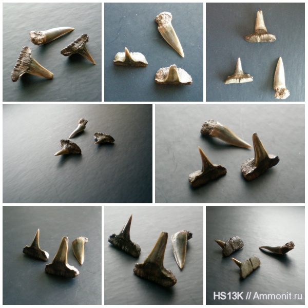 Воскресенск, волжский ярус, Sphenodus, верхняя юра, Лопатинский рудник, Volgian