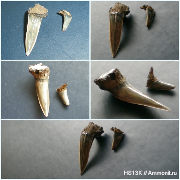 Воскресенск, волжский ярус, Sphenodus, верхняя юра, Лопатинский рудник, Volgian