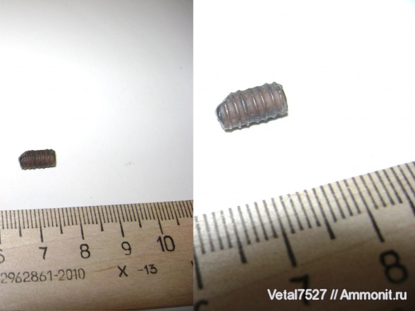 морские лилии, криноидеи морские лилии, криноидеи