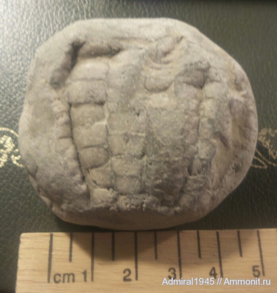 морские ежи, иглокожие, палеоген, Болгария, Бяла