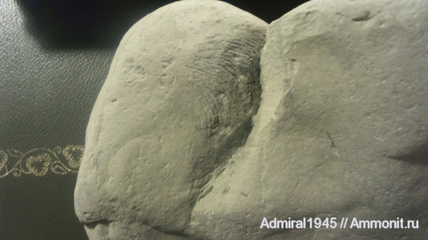 меловой период, беспозвоночные, Болгария, Бяла, Cretaceous