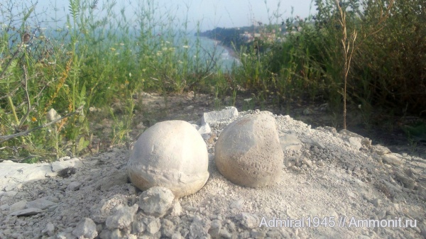 морские ежи, Болгария, Бяла, Echynocorys