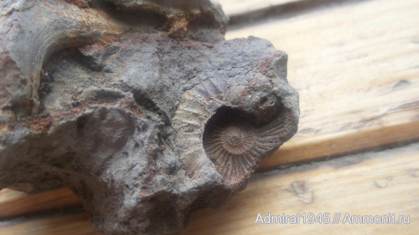 Dorsoplanites, Капотня, зона Dorsoplanites panderi