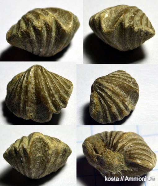 брахиоподы, Spiriferida, Delthyrididae, Delthyris, Delthyris elevata